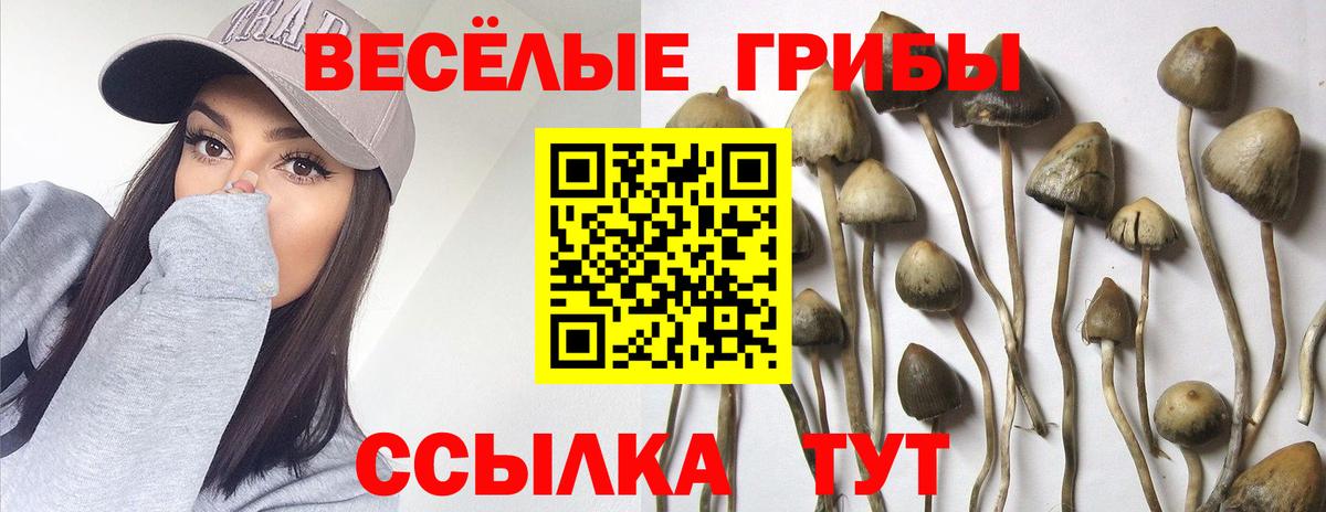 Тимашёвск  Псилоцибиновые грибы Cubensis  Вход с VPN 
